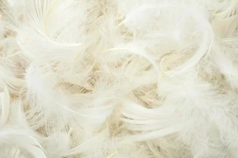 White feathers Фото