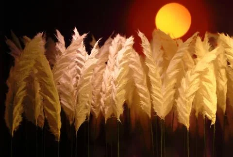 White feathers Stock Photos