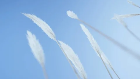 White feathers on sky Stock Footage 86510657