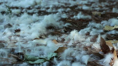 White feathers slide downwind Stock Footage