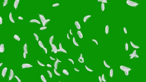 White Feathers Stream from Two Lower Corners on Green Screen Background Video stock 348392842