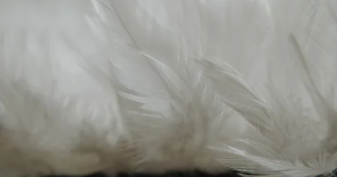 White feathers sway in the wind Stock Footage 157737714