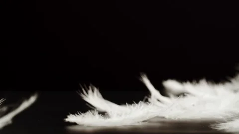 White feathers texture, soft plumelets falling on black background close-up Stock Footage 205894754