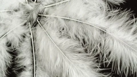 White feathers texture, soft plumelets on black background close-up rotating Stock Footage 205896696