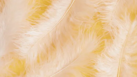White feathers texture, soft plumelets on yellow background close-up rotating Stock Footage 205906795