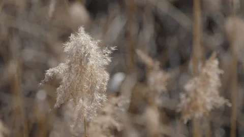 The white feathery flowers of the common reed grasses in Estonia Stock Footage 246448131