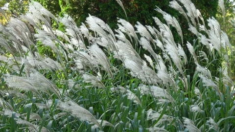 White feathery grass blowing in the wind . Wide view 스톡 동영상 90397070