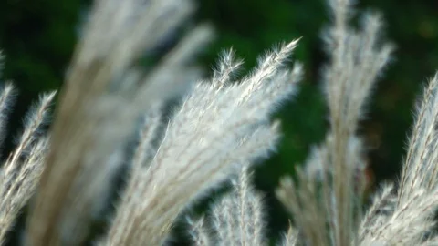 White feathery grass blowing in the wind Stock-Footage 90397142