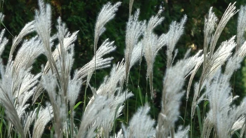 White feathery grass blowing in the wind Stock Footage 90397143