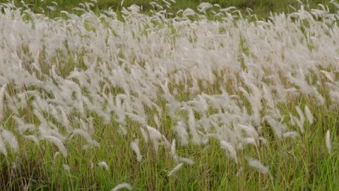 White Feathery Grass Swaying in Wind Stock Footage 311722286