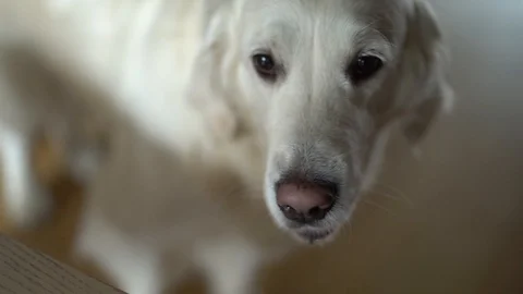 White female dog... Vidéo 94277858