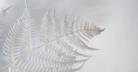 White Fern with Soft Shadows Stock Footage 265107866