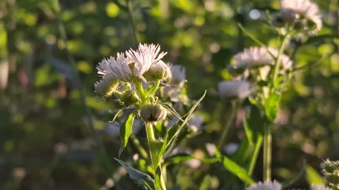 White field chamomile Stock Footage 341676667