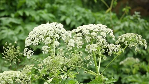 White field flower Stock Footage 317341953