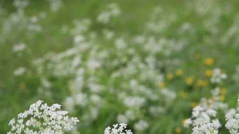White field flowers background Stock Footage 133327229