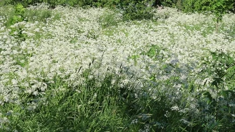 White field flowers background Stock Footage 133764230