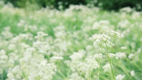 White field flowers background Stock-Footage 133764242