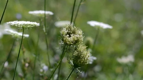 White Field Flowers Stock Footage 104012773