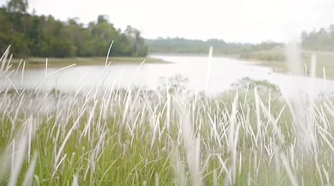 White field grass flower in the wind Stock Footage 64571433