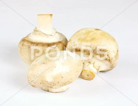 White field mushrooms isolated Stock Photos
