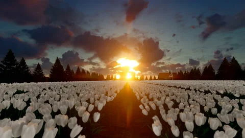 White field of tulip at sunset Video stock 152169011
