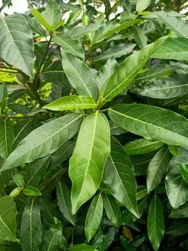 White Fig Plant Stock Photos
