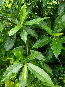 White Fig Plant Stock Photos