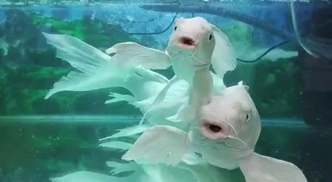 White fighting fish Stock Footage 169744293