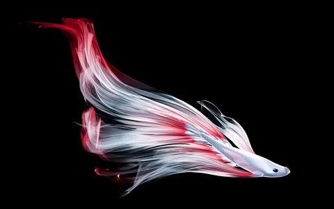 White fighting fish, long flowing red tail, has large red spots, looks like.. Stock Illustration