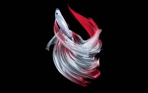 White fighting fish, long flowing red tail, has large red spots, looks like.. Stock Illustration