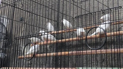 White finch Stock Footage 253274271