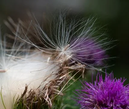 White fine seed threads of a thistle Stock Photos