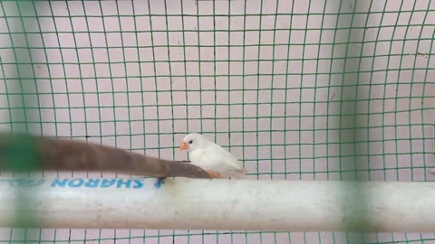 White finges on cage Video stock 149231203