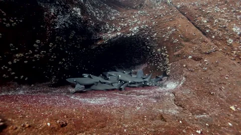 White finned sharks resting in Galapagos cave Stock Footage 321050180