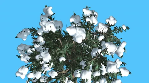 White Fir Crown Top Down Covered With Snow Coniferous Evergreen Tree is Swaying Stock Footage 60766828