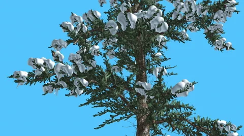White Fir Thin Tree Branches Covered With Snow Coniferous Evergreen Tree is Stock Footage 60765678
