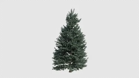 White fir Tree blowing in the wind. Concolor fir. Alpha Channel. Loop Animation Video stock 276689140
