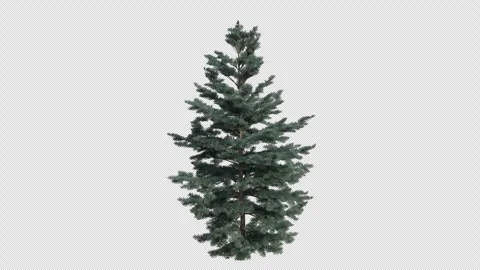 White fir Tree blowing in the wind. Concolor fir. Alpha Channel. Loop Animation Stock Footage 316205259