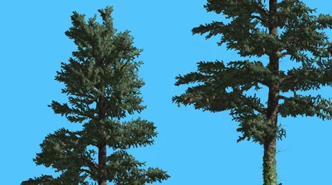 White Fir Two Trees With Thin Trunks Coniferous Evergreen Tree is Swaying at Stock Footage 60761991