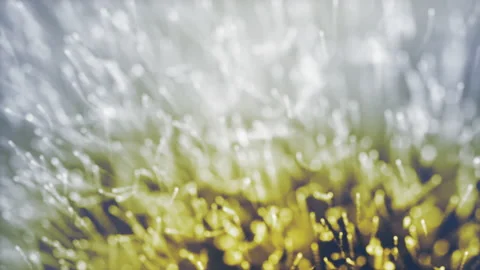 White fireflies Stock-Footage 152253007