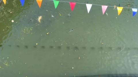 White Fish And School Of Fish Cheerfully Swimming In The Canal Stock Footage 299805343