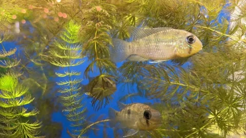 White fish in the aquarium Video stock 257949283