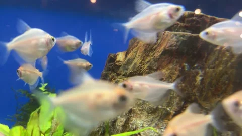 White fish in the aquarium Stock Footage 257950422