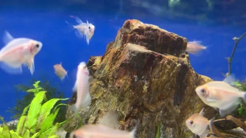White fish in the aquarium Stock Footage 257950428