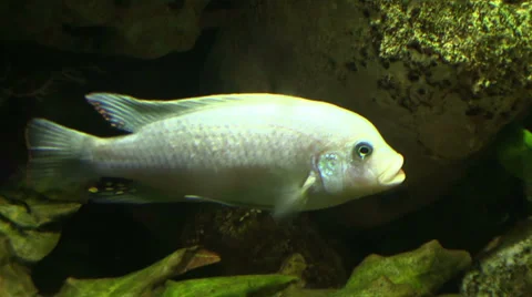 White fish on the bottom of aquarium Stock Footage 36592251