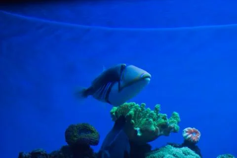 White fish deep in the sea Foto stock