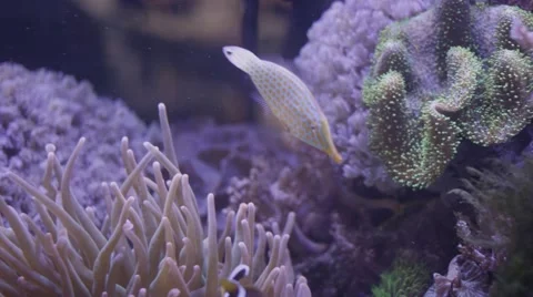 White Fish Stock Footage 56332181