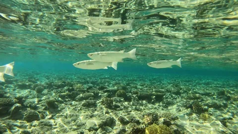 White fish Video stock 128391109