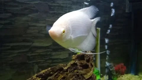 White fish Stock Footage 146989087