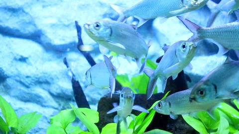 White fish Stock Footage 198883314